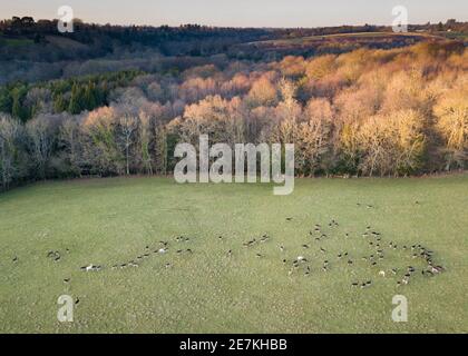 Damhirsch (Dama dama) große wilde Herde, High Weald AONB, West Sussex, Großbritannien. Wenn Herden erreichen diese Größe von ineffektiven Hirsch Management und Mangel an pre Stockfoto