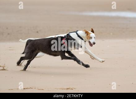 Zwei Rettungshunde aus Spanien, ein Lurcher und Mongrel spielen Verfolgungsjagd am Strand, Holkham Beach, North Norfolk, Großbritannien Stockfoto