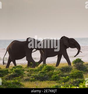 Afrikanischer Waldelefant (Loxodonta cyclotis) am Strand, Loango Nationalpark, Gabun, Zentralafrika. Stockfoto