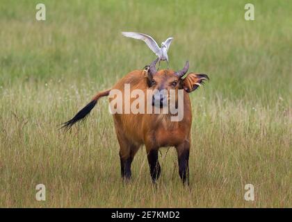 Afrikanischer Wald oder Zwergbüffel (Syncerus caffer nanus) mit Rinderreiher (Bubulcus ibis) auf dem Rücken, Loango-Nationalpark, Gabun, Zentralafrika. Stockfoto