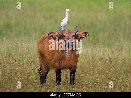 Afrikanischer Wald oder Zwergbüffel (Syncerus caffer nanus) mit Rinderreiher (Bubulcus ibis) auf dem Rücken, Loango-Nationalpark, Gabun, Zentralafrika. Stockfoto