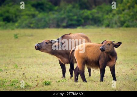 African Forest oder Zwergbüffel (Syncerus caffer nanus) Mutter und Junge, Loango National Park, Gabun, Zentralafrika. Stockfoto