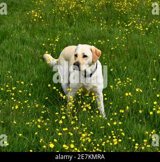 Ein goldener labrador, der in einem Feld von Butterblumen steht. Stockfoto