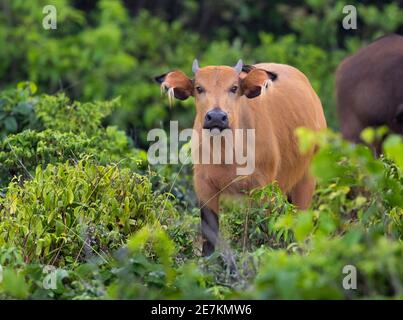 African Forest oder Zwergbüffel (Syncerus caffer nanus) Loango National Park, Gabun, Zentralafrika. Stockfoto