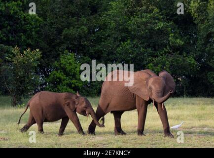 Afrikanische Waldelefanten (Loxodonta cyclotis) Mutter und Junge, Loango-Nationalpark, Gabun. Stockfoto