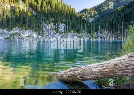 Versunkene Bäume in Kaindy Lake, Kasachstan Stockfoto