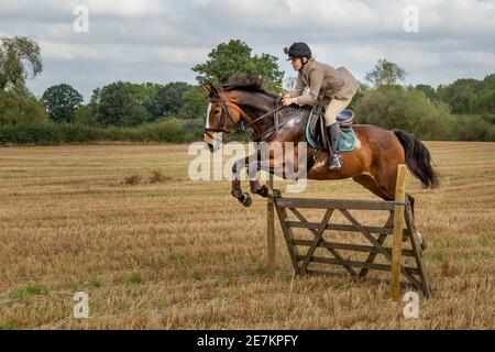 Junges Mädchen springen ein Tor auf dem Pferd, während aus cleanboot Jagd mit dem Border Beagle Hound Club Stockfoto