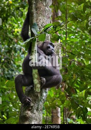 Westliche Tiefland Gorilla (Gorilla Gorilla Gorilla) in Baum, Loango Nationalpark, Gabun, Zentralafrika. Vom Aussterben bedroht. Stockfoto