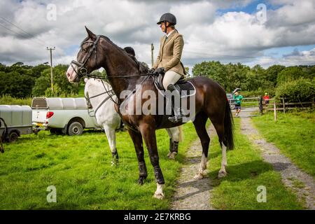 lady auf braunem Pferd in der Sonne mit blauem Himmel sieht glücklich aus Stockfoto