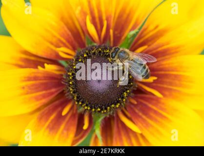 Honigbiene (APIs mellifera) auf Schwarzaugen-Susan (Rudbeckia hirta) im Garten, West Sussex, Großbritannien. Stockfoto