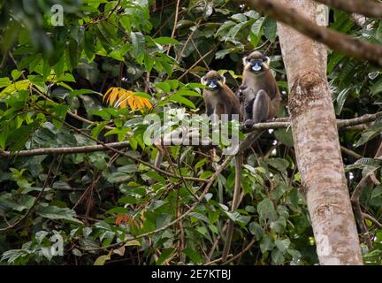 Moustached Monkey or Guenon (Cercopithecus cephos) Loango National Park, Gabun, Zentralafrika Stockfoto