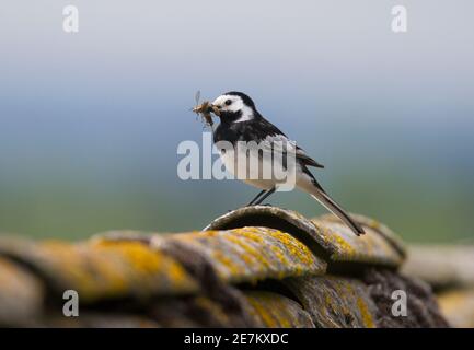 Pied Wagtail (Motacilla alba) mit vier Fliegen im Schnabel auf dem Stalldach, West Sussex, Großbritannien Stockfoto