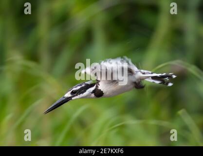 Eisvogel (Ceryle rudis) im Flug, Loango National Park, Gabun. Stockfoto