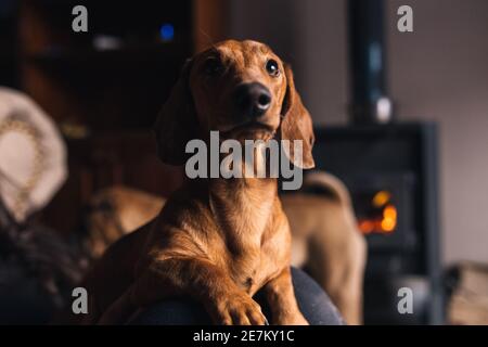 Dackel in einem Haus mit Kamin im Hintergrund Stockfoto