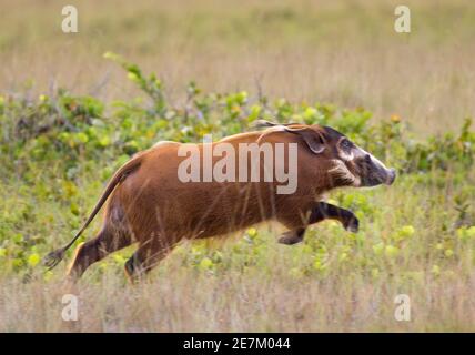 Red River Hog (Potamochoerus porcus) läuft, Loango National Park, Gabun, Zentralafrika. Stockfoto