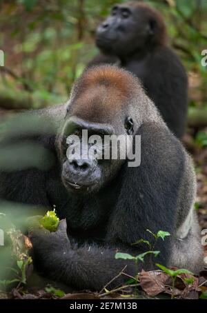 Westliche Tiefland Gorilla (Gorilla Gorilla Gorilla) Silberrücken namens Kamaya essen Früchte, Teil der Atanga-Gruppe, Loango-Nationalpark, Gabun, zentral Stockfoto