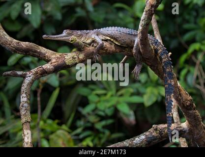 Zentralafrikanisches Schlank-Schnauzkrokodil (Mecistops leptorhynchus) Mpivie River, Gabun, Zentralafrika. Vom Aussterben bedroht Stockfoto