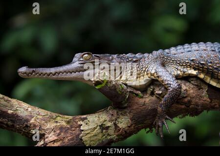 Zentralafrikanisches Schlank-Schnauzkrokodil (Mecistops leptorhynchus) Mpivie River, Gabun, Zentralafrika. Vom Aussterben bedroht Stockfoto