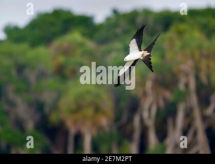 Swallow-tailed Kite (Elanoides forficatus) Myakka River State Park, Florida, USA Stockfoto