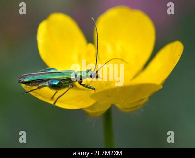 Dickbeinige Blütenkäfer (Oedemera nobilis) auf Butterblume im Garten, West Sussex, Großbritannien. Juni Stockfoto