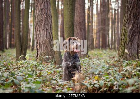 Lächelnd und zufrieden weibliche raue gestrichene Bohemian Pointer sitzen in der Mitte des Waldes in Büschen und beobachten, was im Wald passiert. Der Nachteil Stockfoto