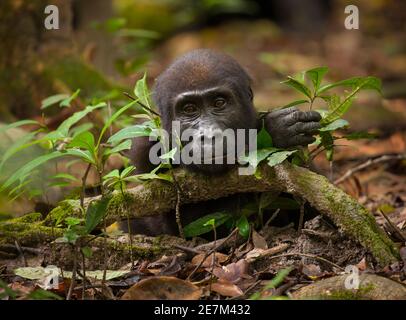 Westliche Tiefland Gorilla (Gorilla Gorilla Gorilla) junger Mann, Teil der Atanga Gruppe, Loango Nationalpark, Gabun. Gefährdete Arten Stockfoto