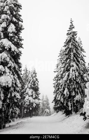 Winterliche Bäume in den tschechischen Bergen. tschechische republik Stockfoto