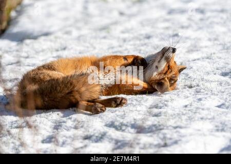 Ein glückseliger junger Fuchs, der im Schnee liegt Stockfoto