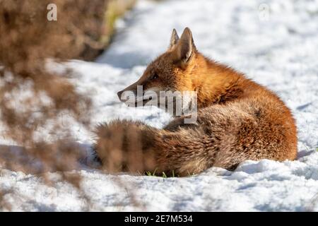 Ein junger Fuchs, in dickem Wintermantel, genießt den mittleren Winterschnee Stockfoto