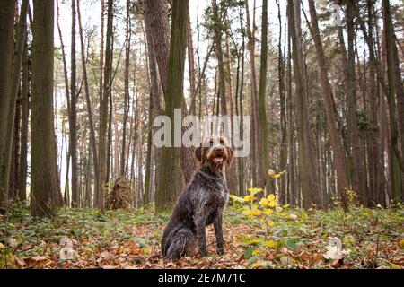 Exemplarische Frau Cesky fousek, Bohemian Wire-haired Pointing Griffon, sitzt im Wald und wartet auf den Besitzer, um sie für eine Pause zu bitten. Ehrliches Porträt o Stockfoto