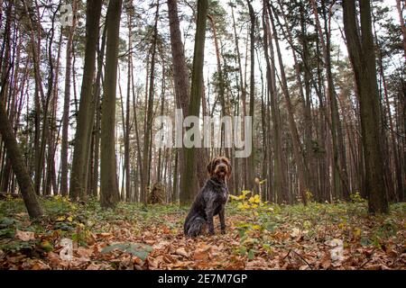 Exemplarische Frau Cesky fousek, Bohemian Wire-haired Pointing Griffon, sitzt im Wald und wartet auf den Besitzer, um sie für eine Pause zu bitten. Ehrliches Porträt o Stockfoto