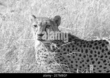 Otjiwarongo: ein Gepard in Ihrer Nähe und suchen Sie im namibischen Kalahari Stockfoto