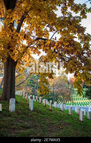 Rote, orangefarbene und goldene Ahornbäume verleihen den Reihen der Grabmaler auf dem Arlington National Cemetery in Arlington, Virginia, die höchste Herbstfarbe. Stockfoto