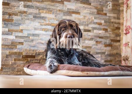 Müde Bohemian Wire-haired zeigt Griffon ruht am Kamin auf einem Kissen und schaut traurig auf seine Meister, um sie zu kratzen. Porträt Cesky fousek in Stockfoto