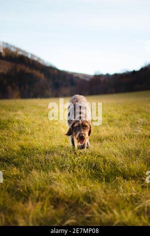 Jagd Hund über ein Feld in der Nähe eines Waldes auf der Suche nach dem richtigen Duft Spur. Cesky fousek, Barbu tcheck auf der Suche nach Spiel. Jagd auf Hunde Stockfoto