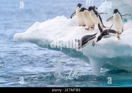 Sechs adelie-Pinguine spielen auf einem Eisberg; zwei fangen gerade an, ins Wasser zu tauchen. Es sieht aus wie ein Rennen! Stockfoto