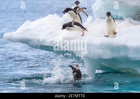 Adelie Pinguine, die ins Wasser tauchen, eine mit nur dem Hinterteil, der herausragt Stockfoto