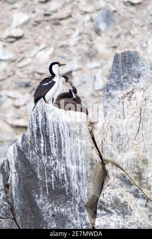 Antarktische blauäugige Shag-Familie auf einem Rocky Nest Stockfoto