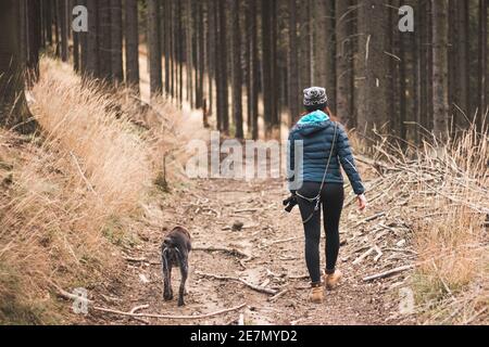 Die junge Frau in Winterkleidung und ihr Hund Cesky fousek wandern morgens durch den Wald. Spaziergang im Wald mit einem Jagdhund. Beziehung zwischen Hund Stockfoto