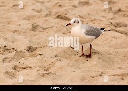 Eine Schwarzkopfmöwe steht an einem Sandstrand, deren rote Beine und zarte Federn vor der weichen, körnigen Textur des Sandes hervorgehoben werden. Stockfoto