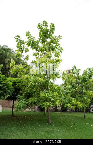 Catalpa Baumpflanze in der Natur auf grünem Gras. Landschaftsbau Baum im Hinterhof auf Rasen im Sommer Tag draußen Stockfoto