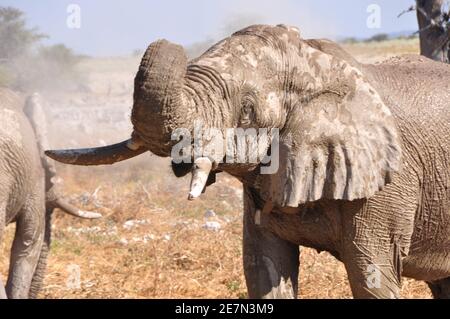 Ein Elefant ist das Trinken an der Wasserstelle inh Die Okaukuejo-Camp im Etosha Nationalpark Stockfoto