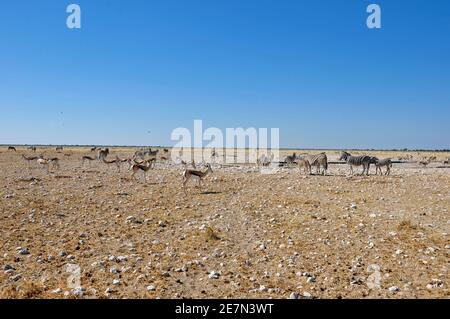 Zebras und Antilopen in Etosha Salinen in der Nähe von Halali in Namibia. Stockfoto