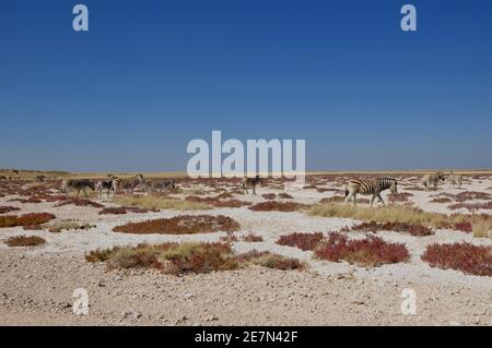 NAmibia ist ein Tier - Paradies: Zebras im Etosha Salinen in der Nähe von Halali in Namibia. Stockfoto