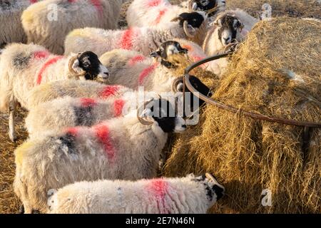 Swaledale Mutterschafe essen Heu aus einem Futterhäuschen Stockfoto