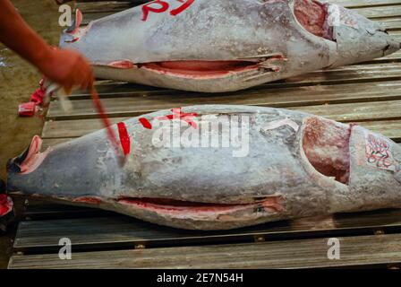 Thunfisch-Auktion, Tsukiji Fish Market, Tokio, Japan Stockfoto