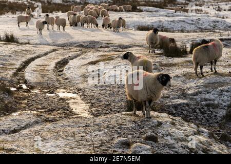 Eine Herde Swaledale Schafe auf einem frostigen Moor in Northumberland Stockfoto