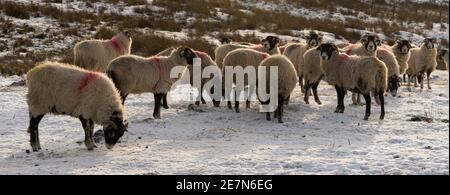 Eine Herde Swaledale Schafe auf einem frostigen Moor in Northumberland Stockfoto