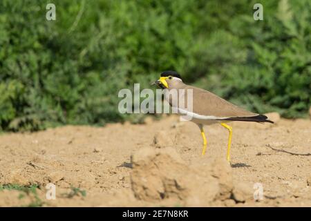 Gelbwattling (Vanellus malabaricus) Stockfoto