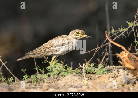 Indisches Dickknie (Burhinus oedicnemus indicus) Stockfoto